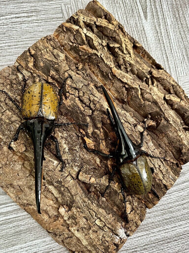 生体販売の画像